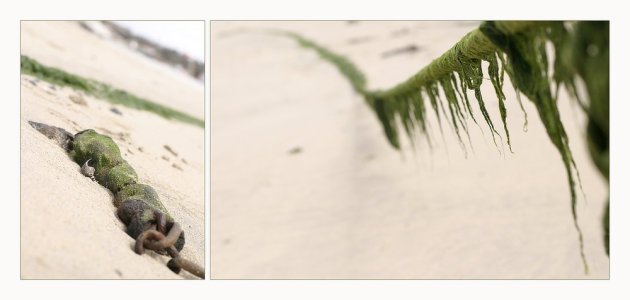 oceans_green_Pregizer