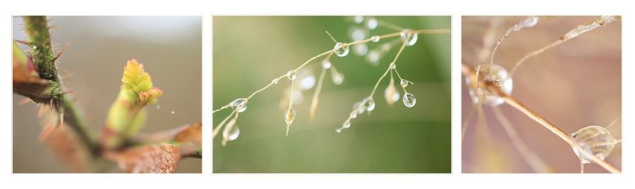 Fruehlingserwachen_Pregizer