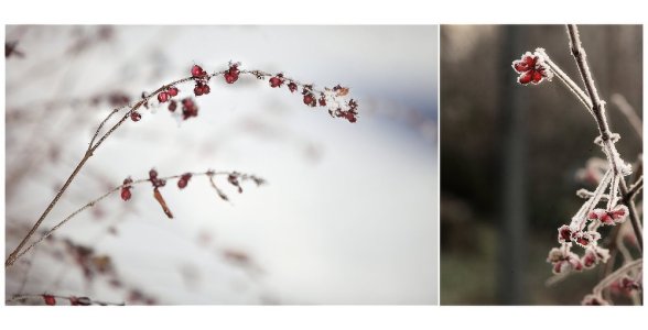 Schneewittchen_Pregizer