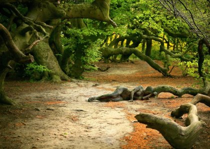 curly_trees_Pregizer