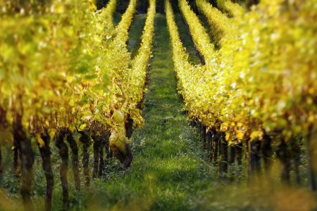 Tanz_der_Weinreben_Pregizer