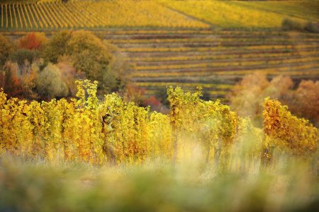 Herbstwein_Pregizer