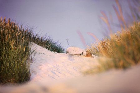 Strandmorgen_Pregizer