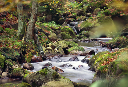 autumn_root_camouflage_Pregizer
