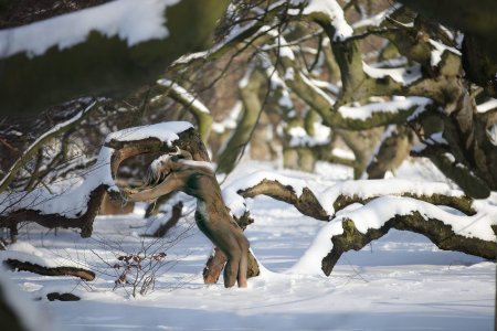 hidden_tree_Pregizer