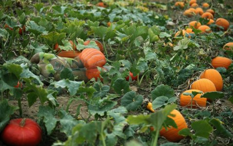 pumpkin_Pregizer