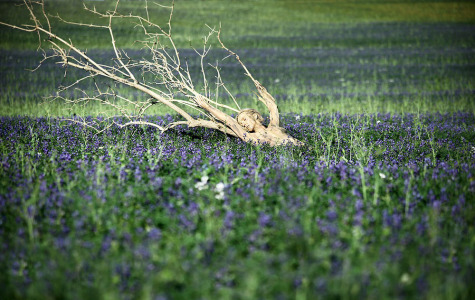 silent_blue_Pregizer