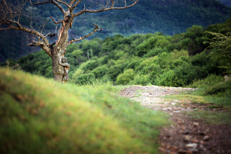 trees_secret_Pregizer